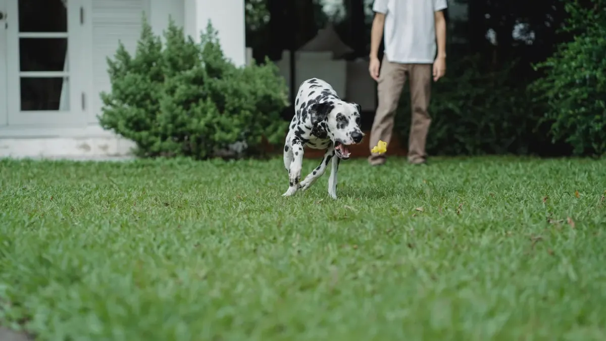 Owner kneeling in a backyard giving a raised-palm hand signal to an attentive dog