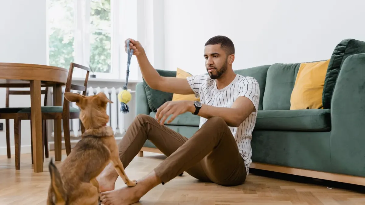 Owner kneeling to reward a dog that is sitting on a living room floor