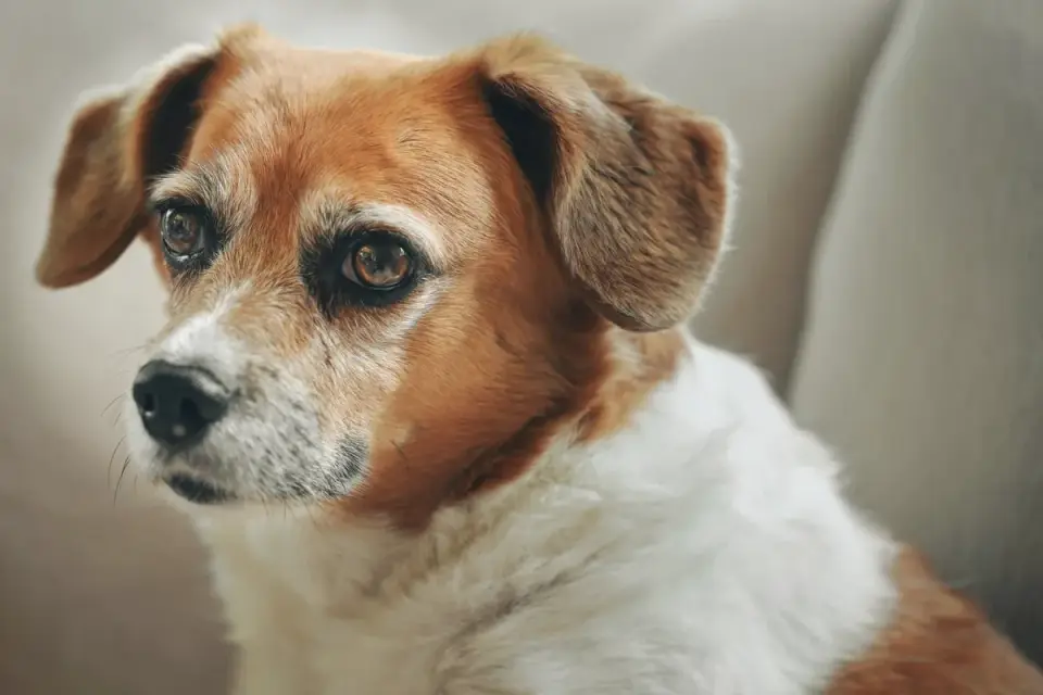 Owner petting a dog