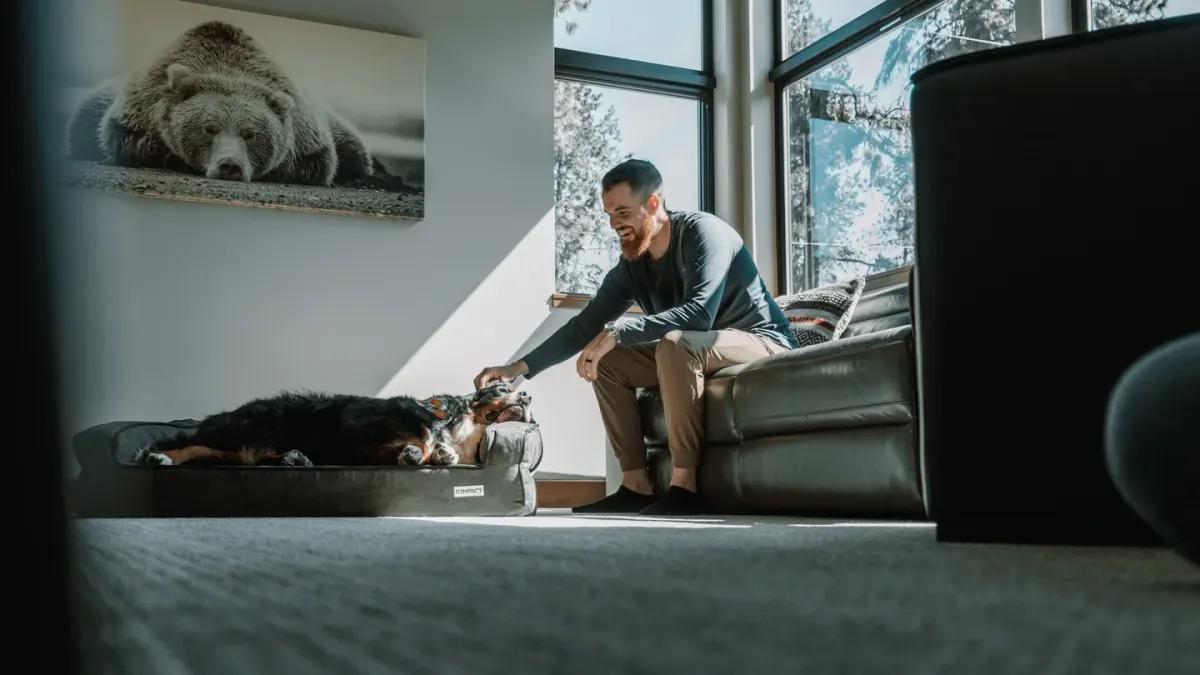 Owner petting a dog