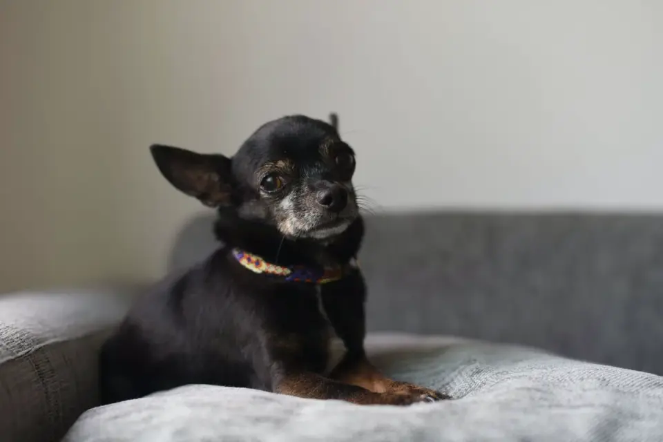 Owner petting a dog