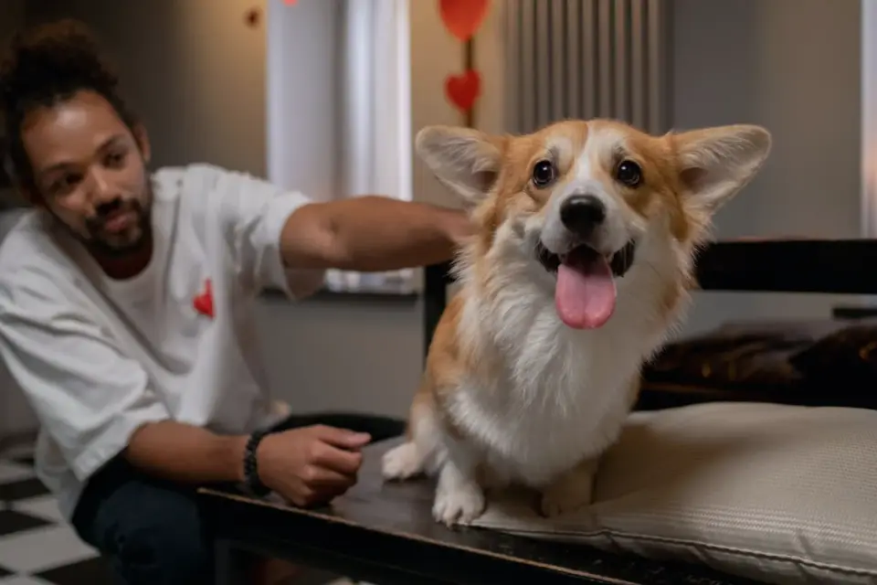Owner petting a dog