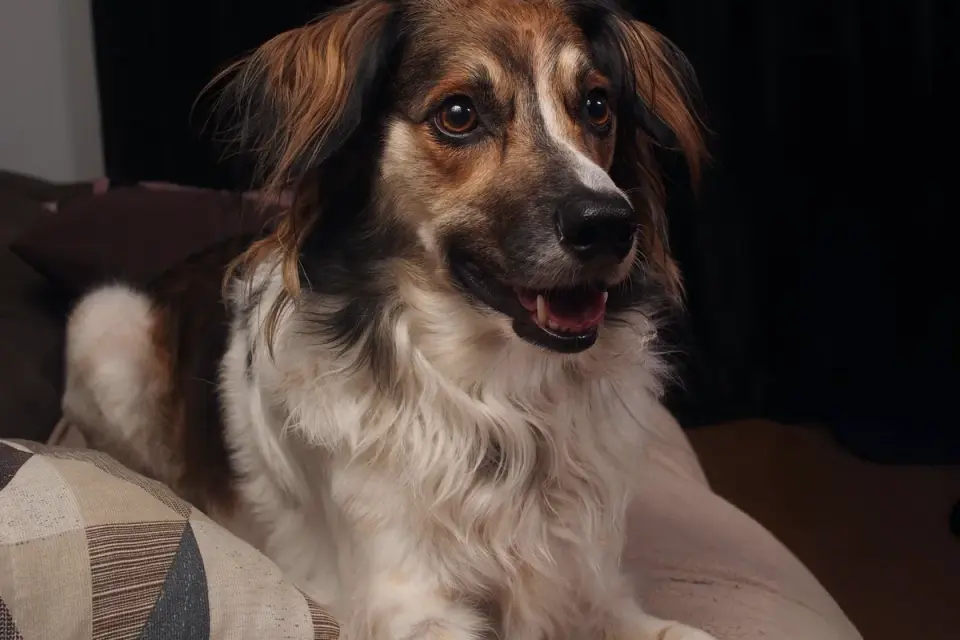 Owner petting a dog