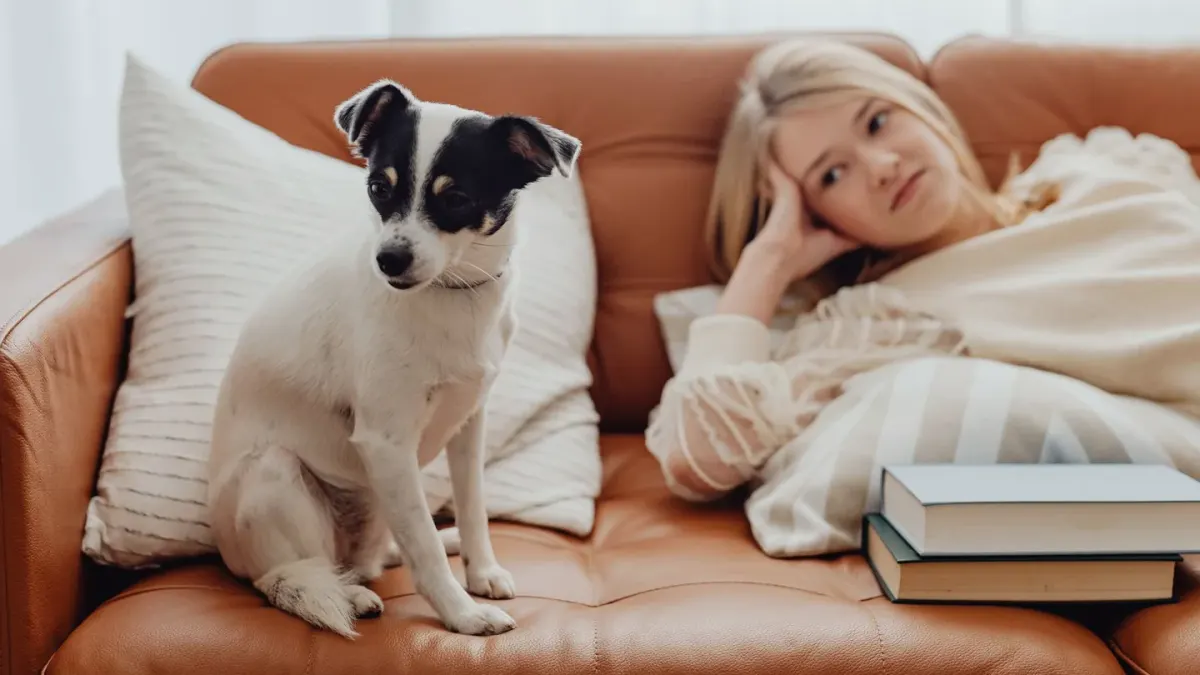 Owner petting a dog