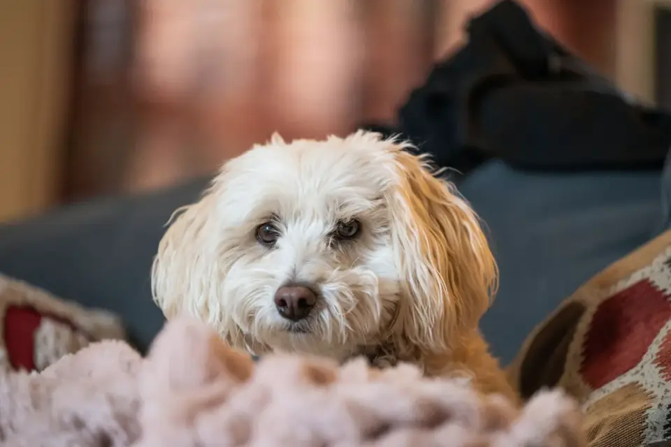 Owner petting a dog