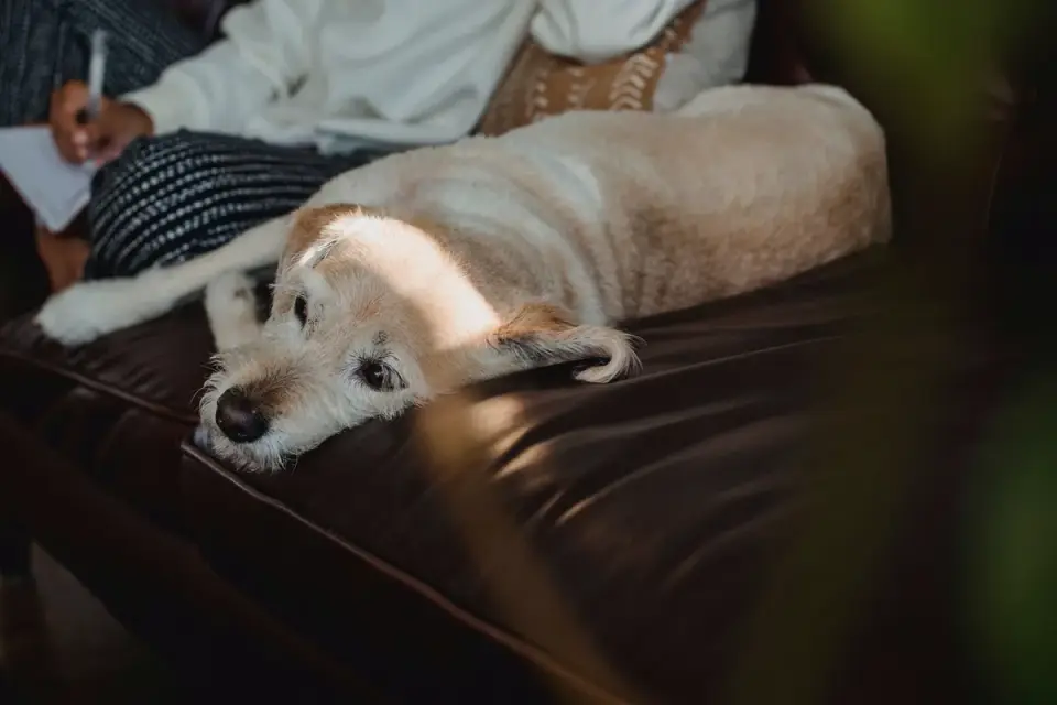 Owner petting a dog