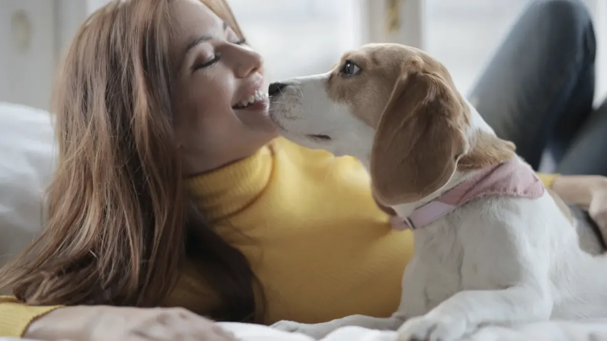 Owner petting a dog