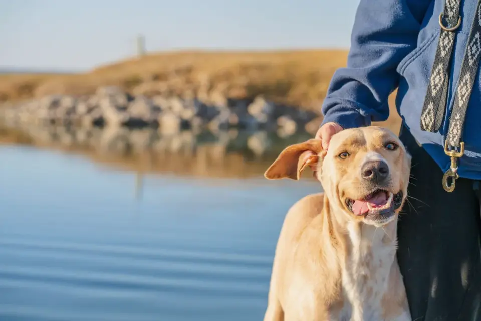 Owner petting a dog