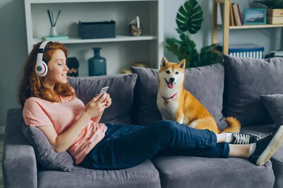 Owner petting a dog