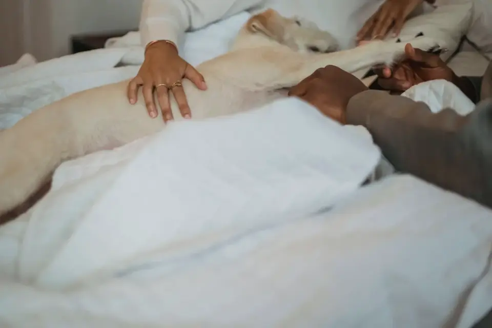 Owner petting dog on sofa