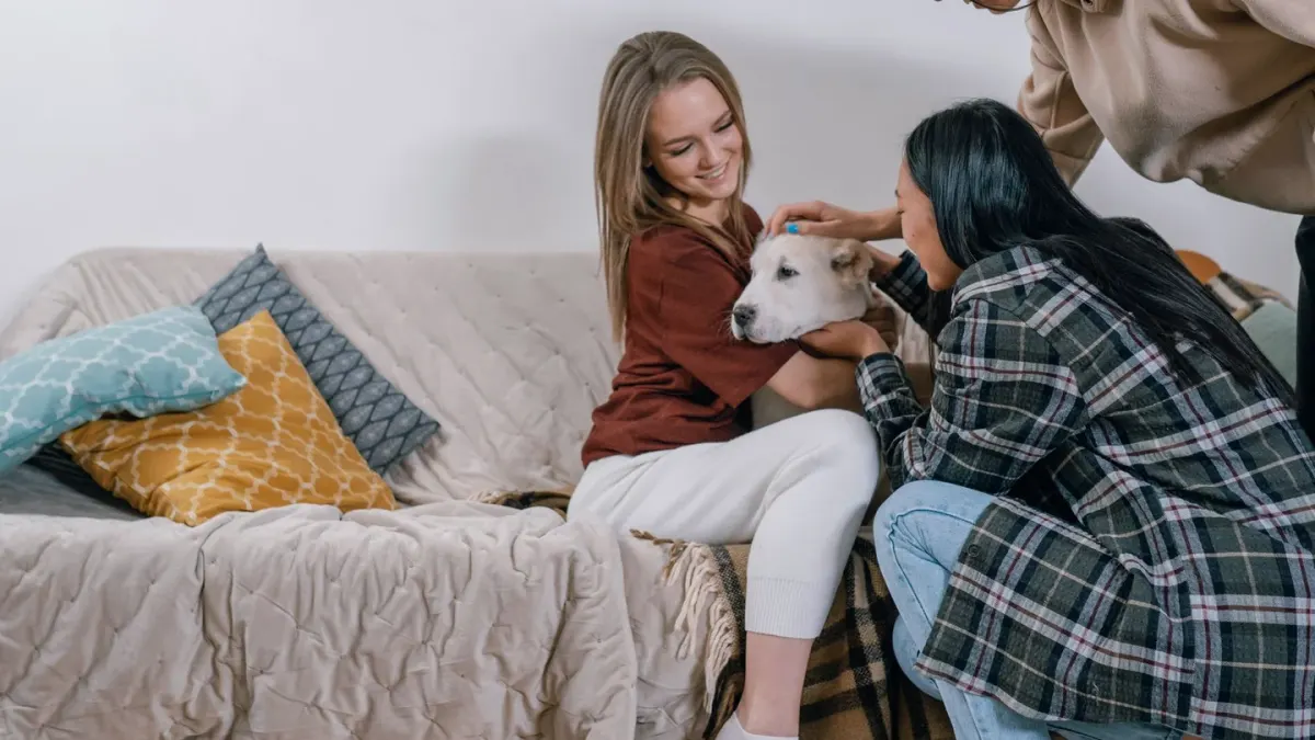 Owner petting dog on sofa