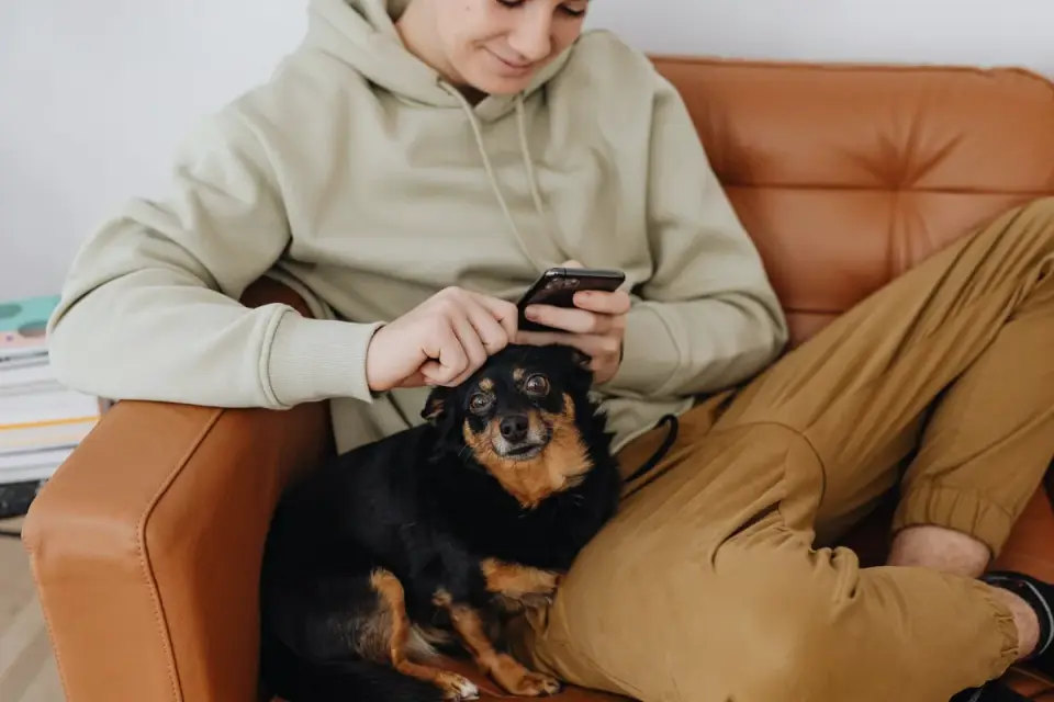 Owner petting dog on sofa