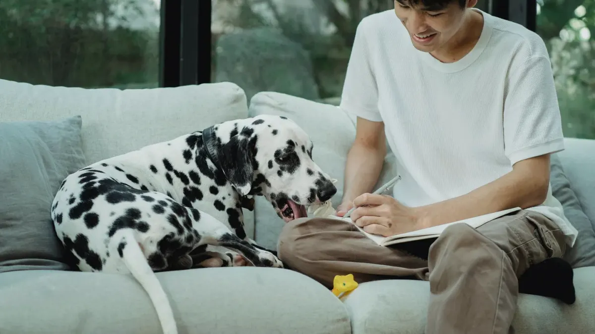 Owner petting dog on sofa