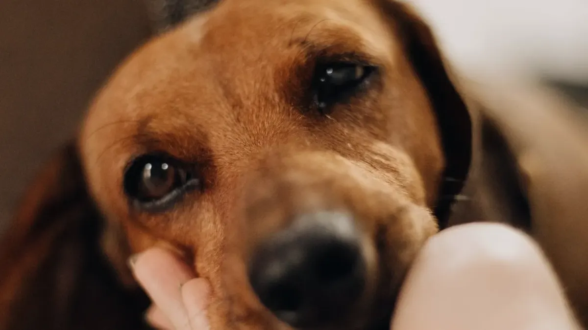Owner petting dog on sofa