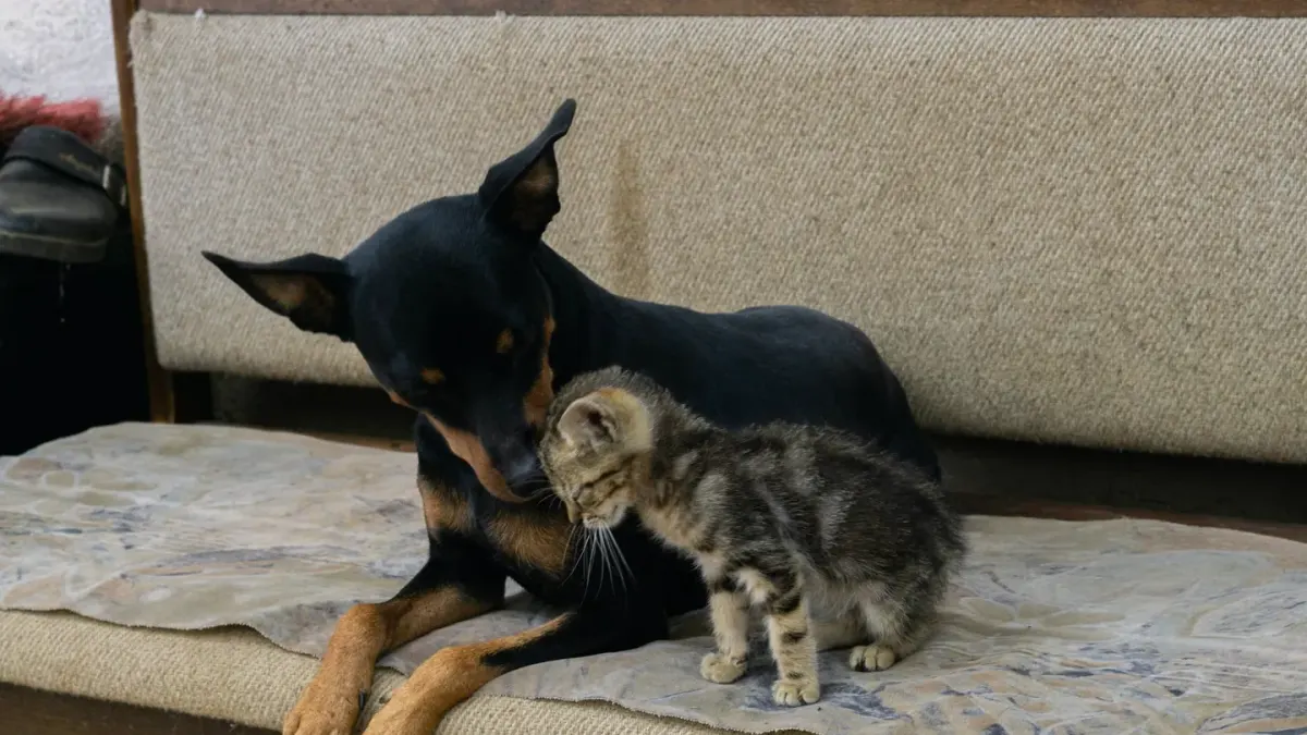 Owner petting dog on sofa