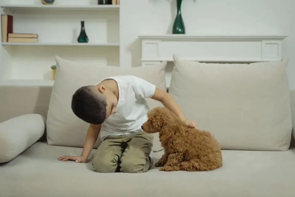 Owner petting dog on sofa