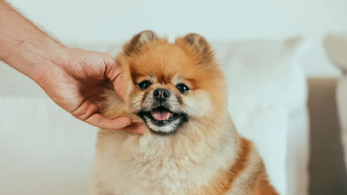 Owner petting dog on sofa