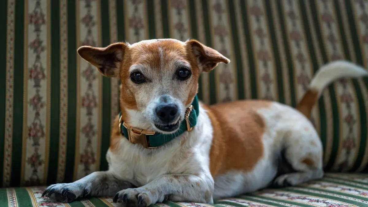 Owner petting dog on sofa