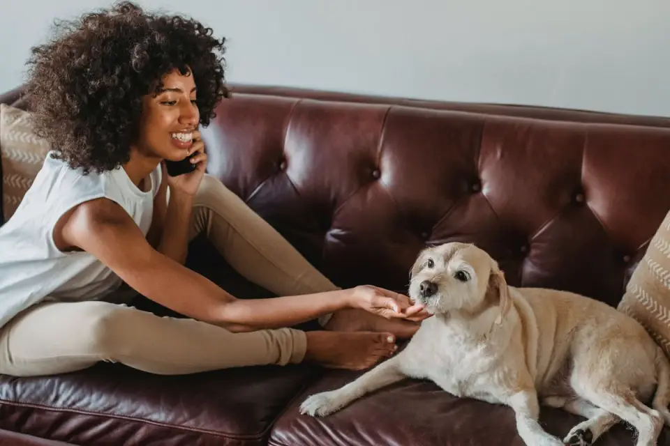 Owner petting dog on sofa