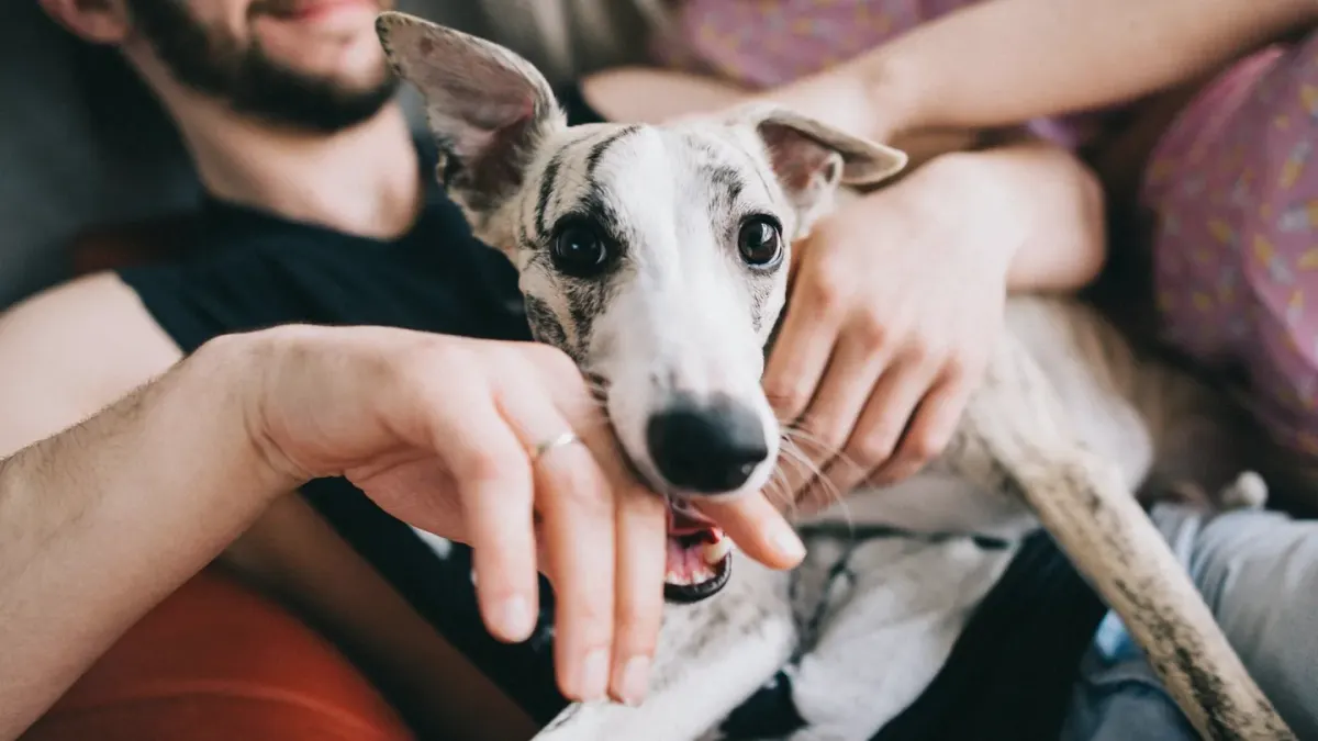 Owner petting dog on sofa
