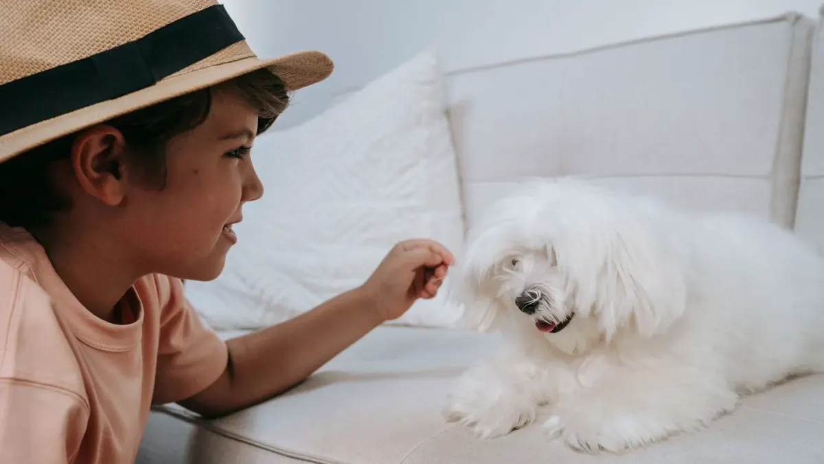 Owner petting dog on sofa