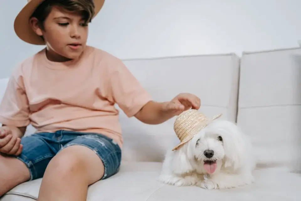 Owner petting dog on sofa