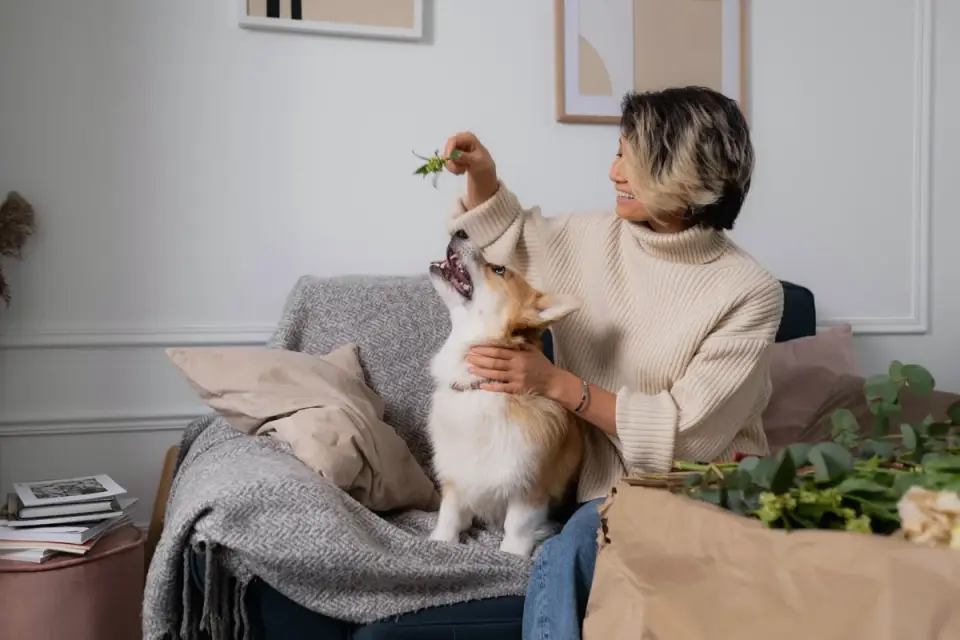 Owner petting dog on sofa
