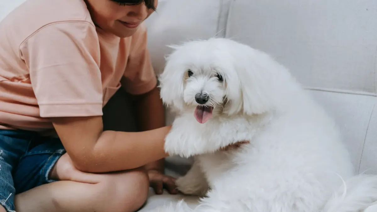 Owner petting dog on sofa