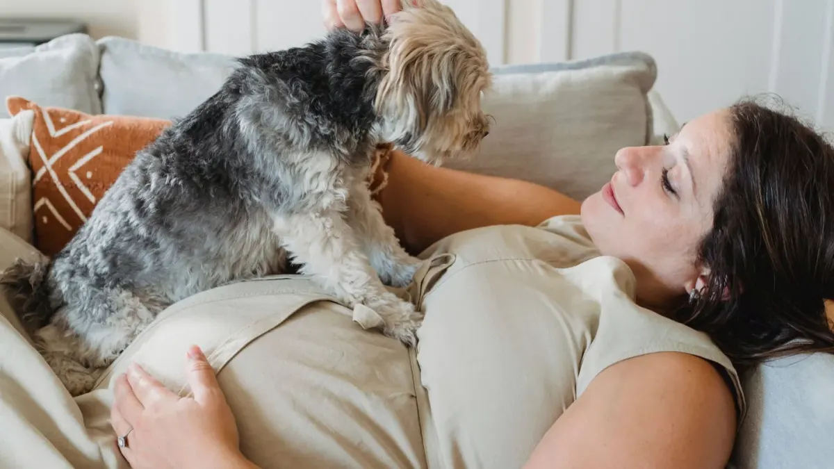 Owner petting dog on sofa