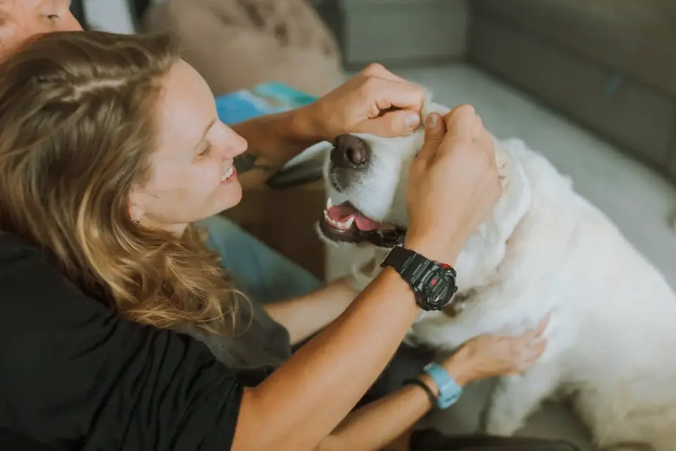 Owner petting dog on sofa