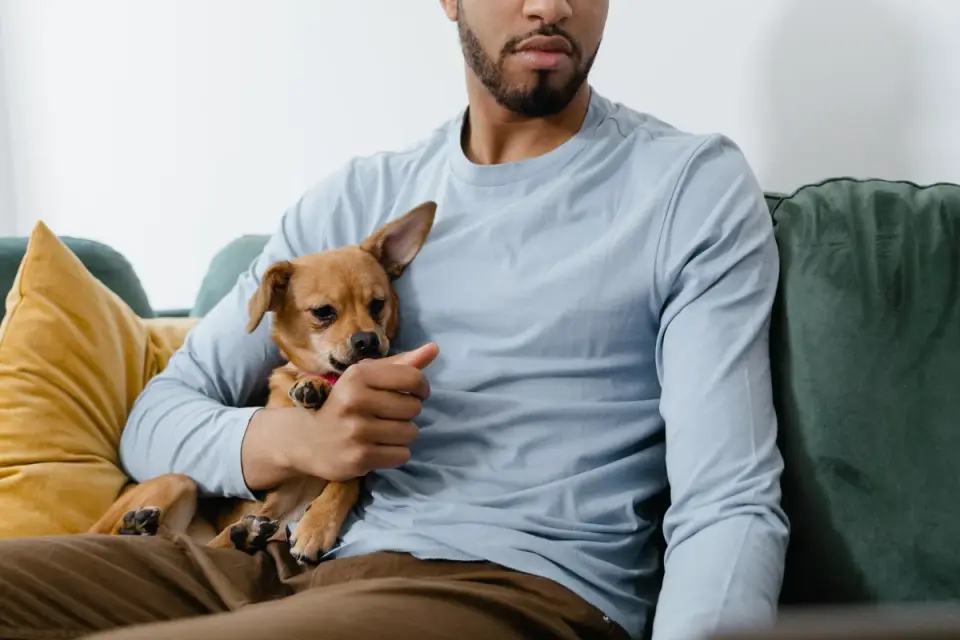Owner petting dog on sofa