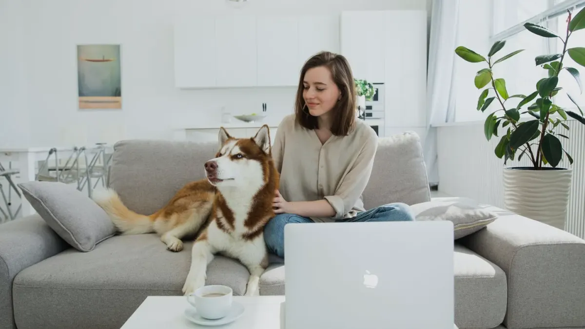 Owner petting dog on sofa