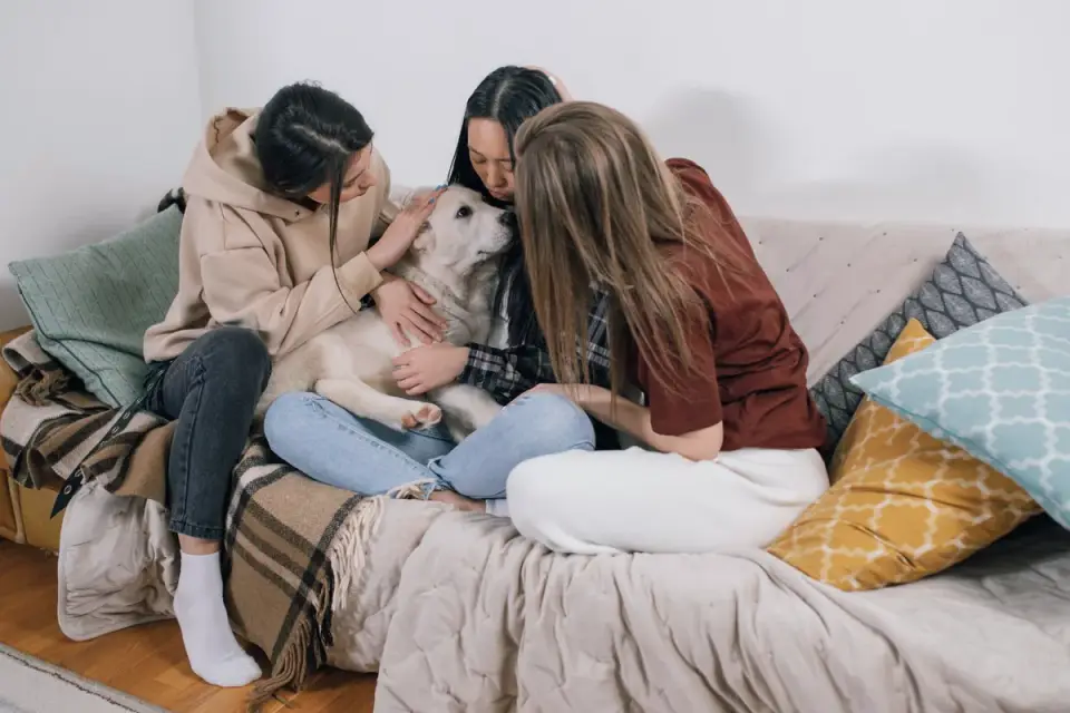 Owner petting dog on sofa