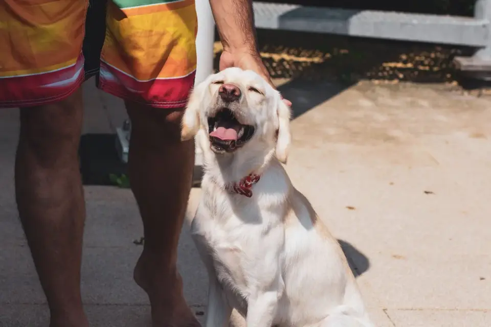 Owner&#x27;s hands brushing a short-haired Labrador with a rubber curry mitt