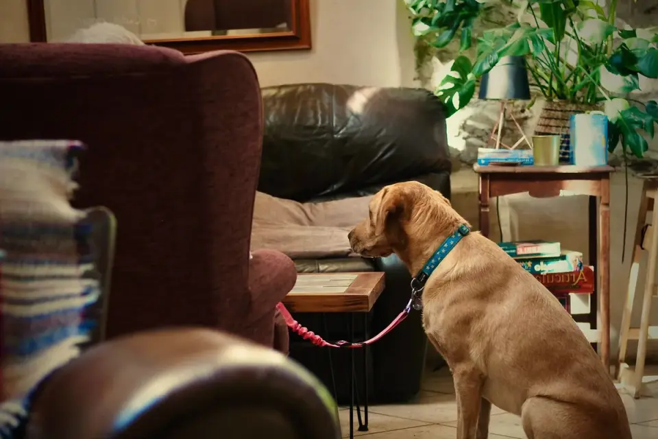Owner using a clicker to mark a dog&#x27;s bark during a training session at home