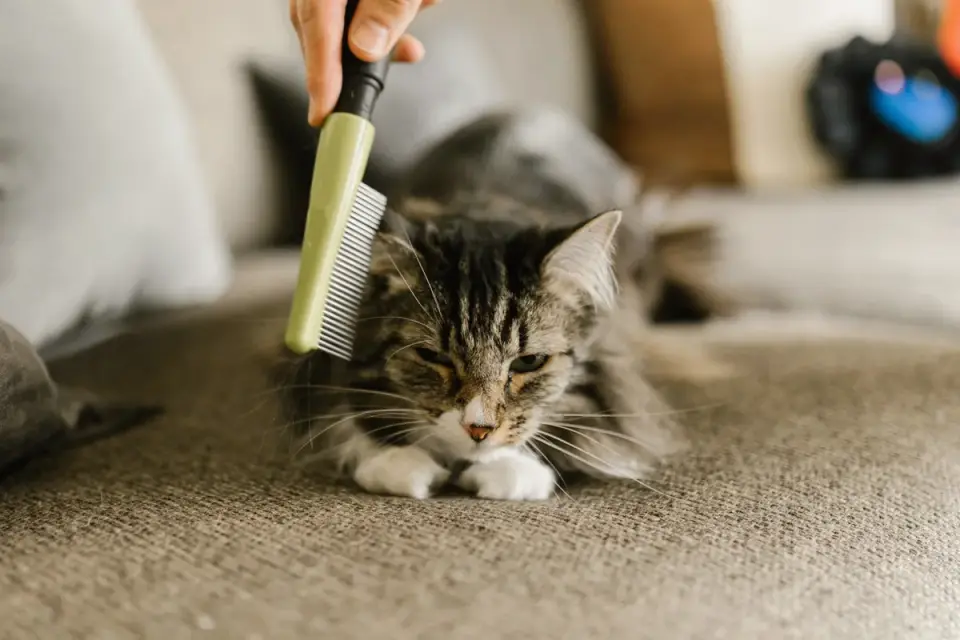 Owner using an undercoat rake to remove loose fur from a double-coated dog