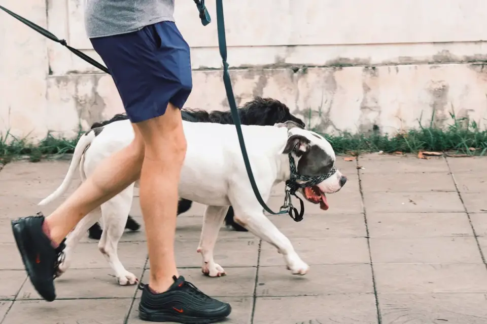 Owner walking a leashed dog past the entrance of a brewery patio