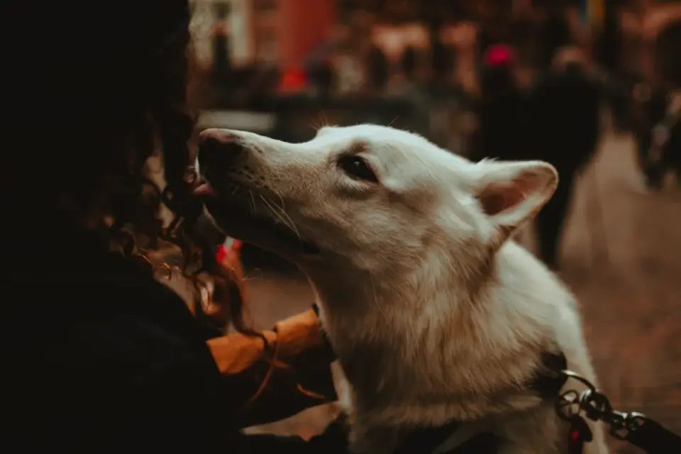 Owner wiping the fur beneath a white dog&#x27;s eye with a soft cloth
