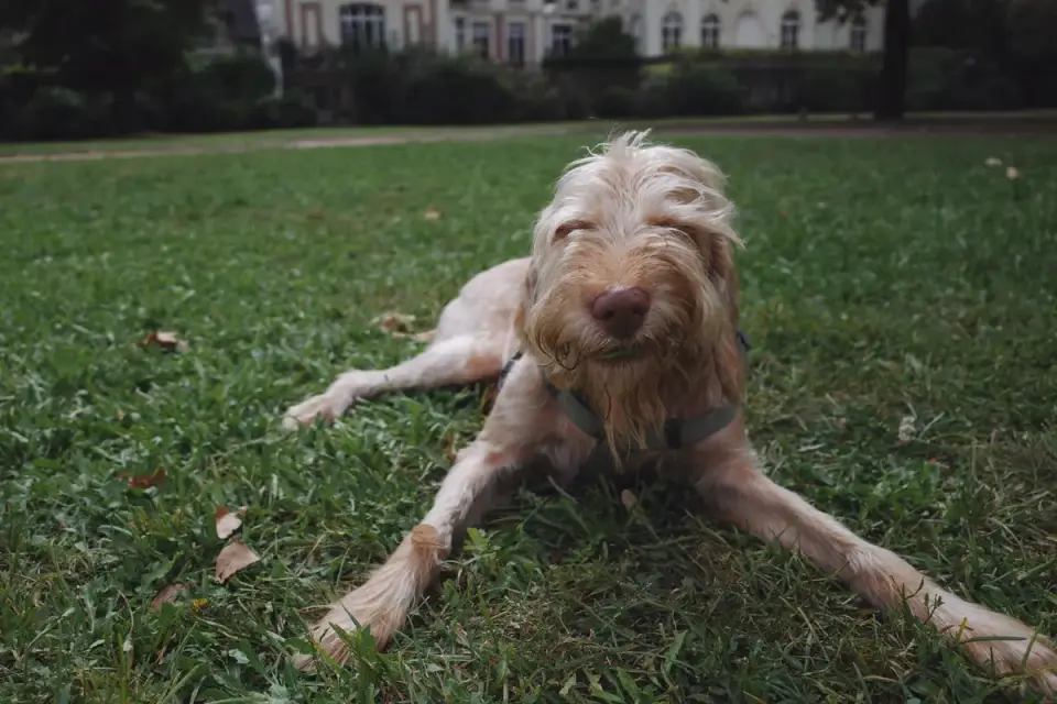 Person performing a modified Heimlich maneuver on a standing dog