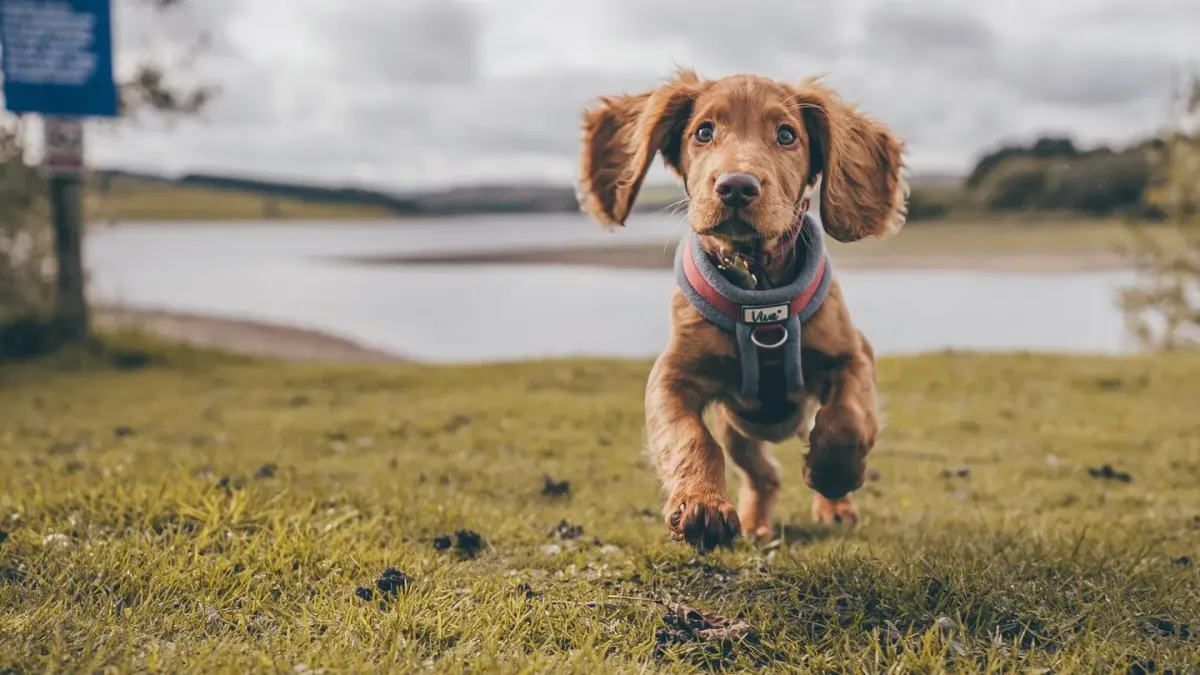 Puppy in a training class