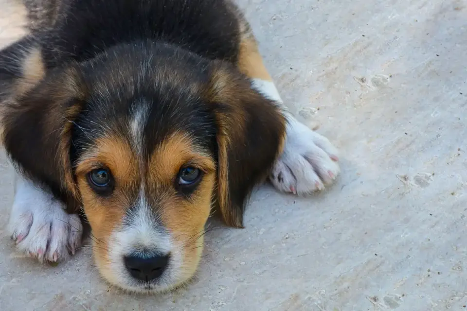 Puppy in a training class