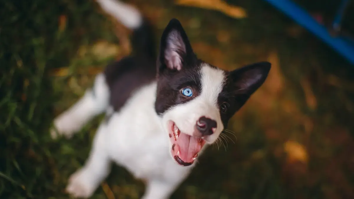 Puppy in a training class