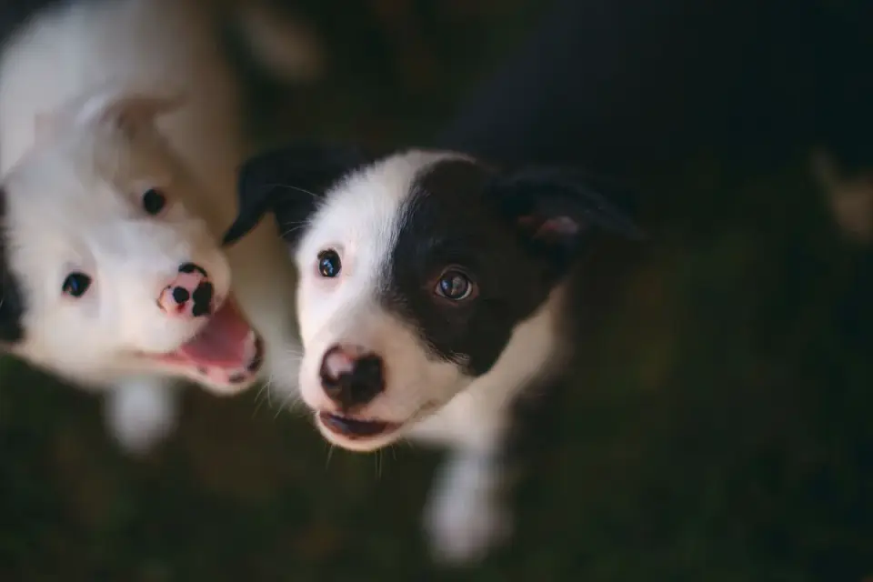 Puppy in a training class