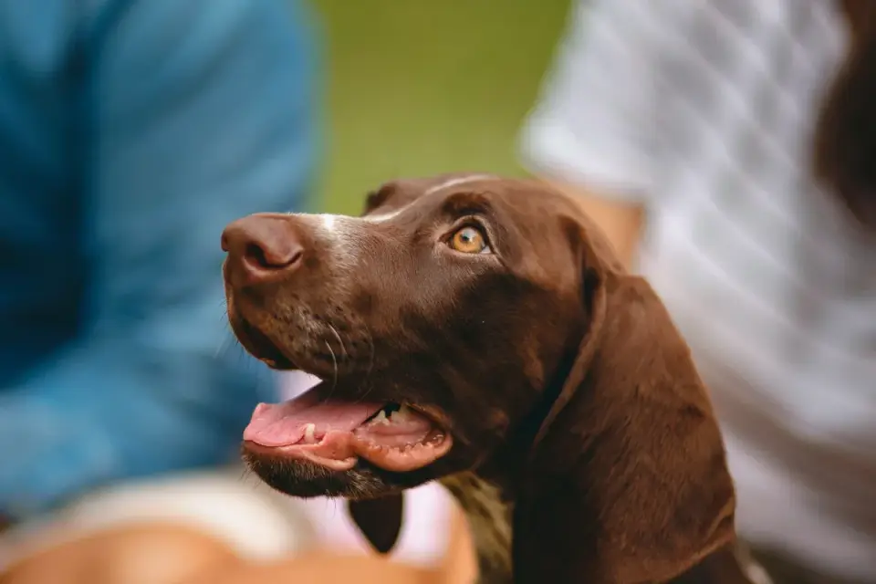 Puppy in a training class