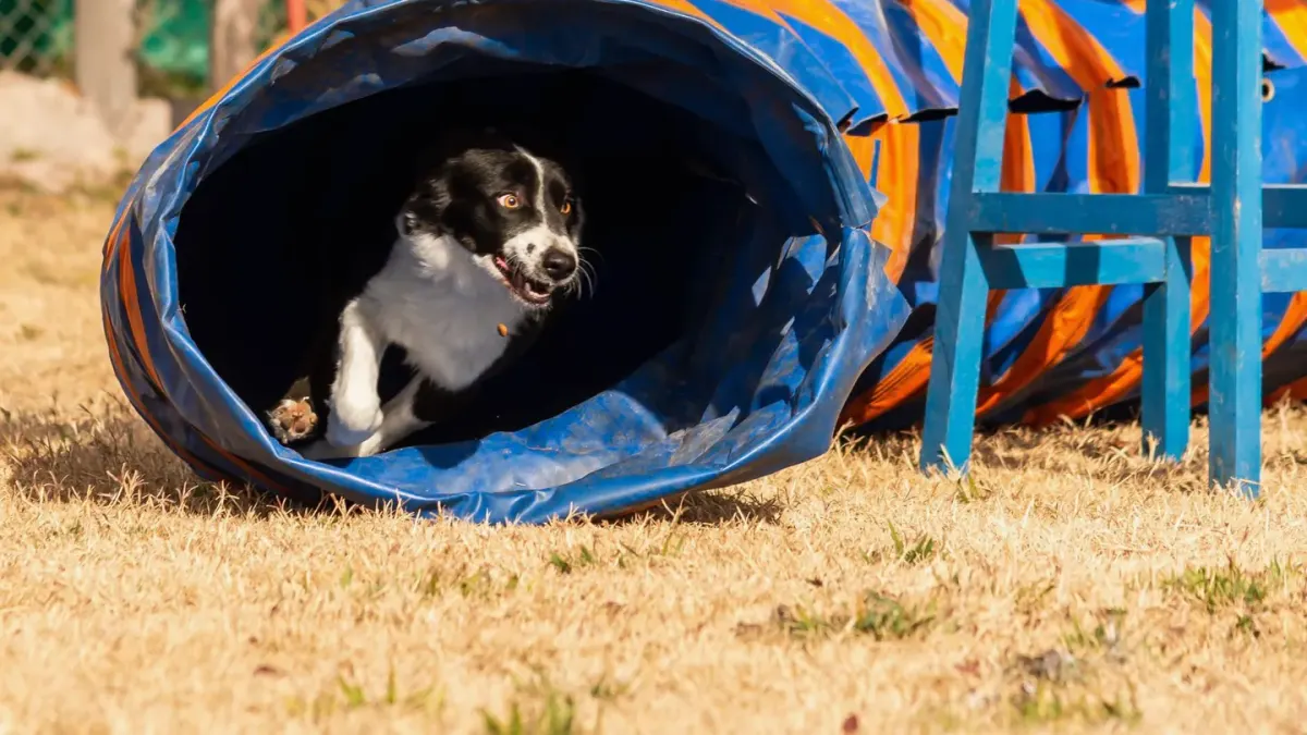 Puppy in a training class