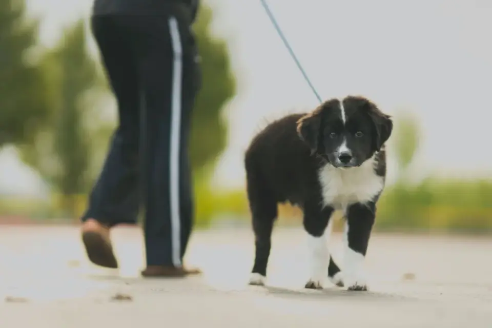 Puppy in a training class