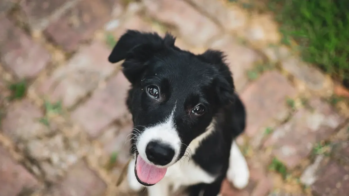 Puppy in a training class