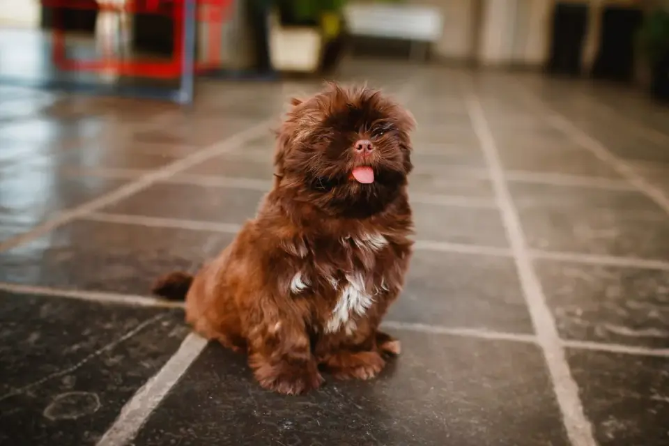 Puppy pad placed on a tile floor near a leash hanging by the door