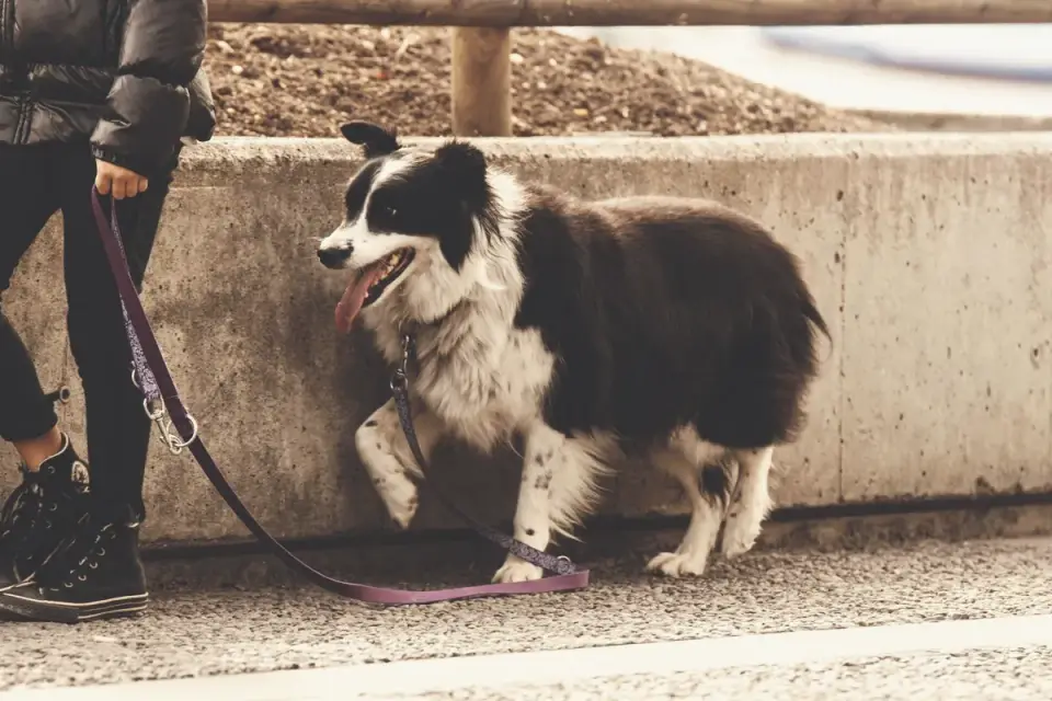 Puppy walking calmly on a leash beside its owner on a quiet sidewalk