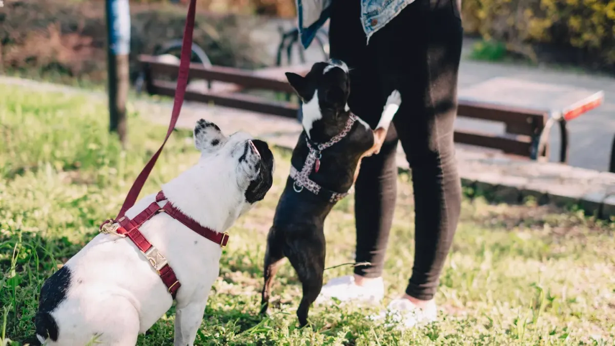 Two dogs in a tense standoff at a fenced dog park while their owners move toward them